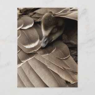 Carte Postale Petit Gosling sous l'aile de maman