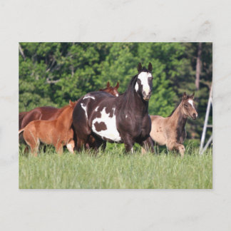 Carte Postale Petit Groupe De Chevaux De Différentes Couleurs