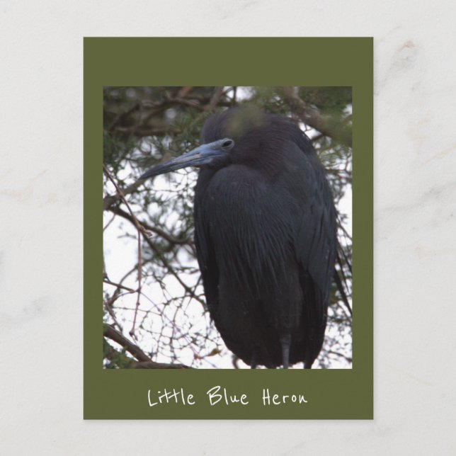 Carte postale petit héron bleu (Devant)