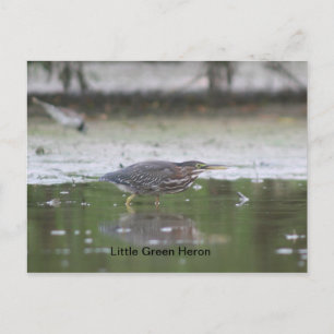 Carte Postale Petit héron vert