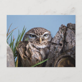 Carte Postale Petit hibou perché sur le tronc d'arbre