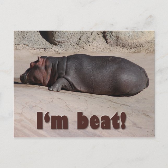 Carte Postale Petit Hippo dit tout (Devant)