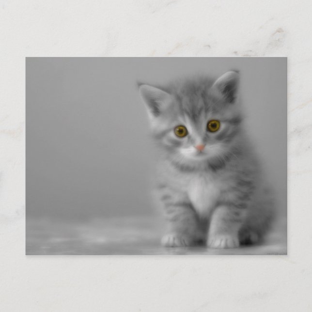 Carte Postale Petit Kitten (Devant)