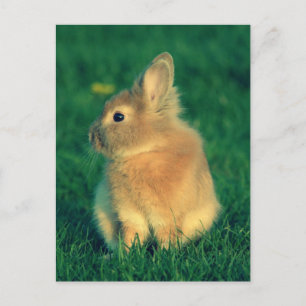 Carte Postale Petit lapin