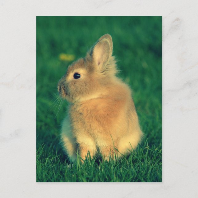 Carte Postale Petit lapin (Devant)
