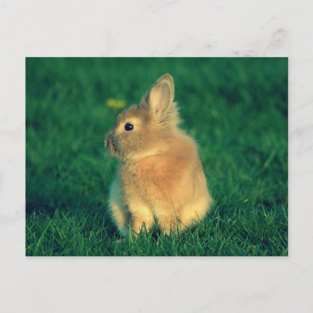 Carte Postale Petit lapin (Devant)