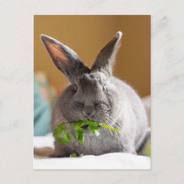 Carte Postale Petit Lapin Lapin Manger Légumes (Devant)