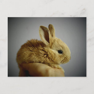 Carte Postale Petit lapin mignon à la main
