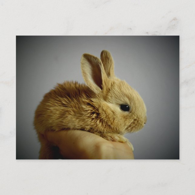 Carte Postale Petit lapin mignon à la main (Devant)