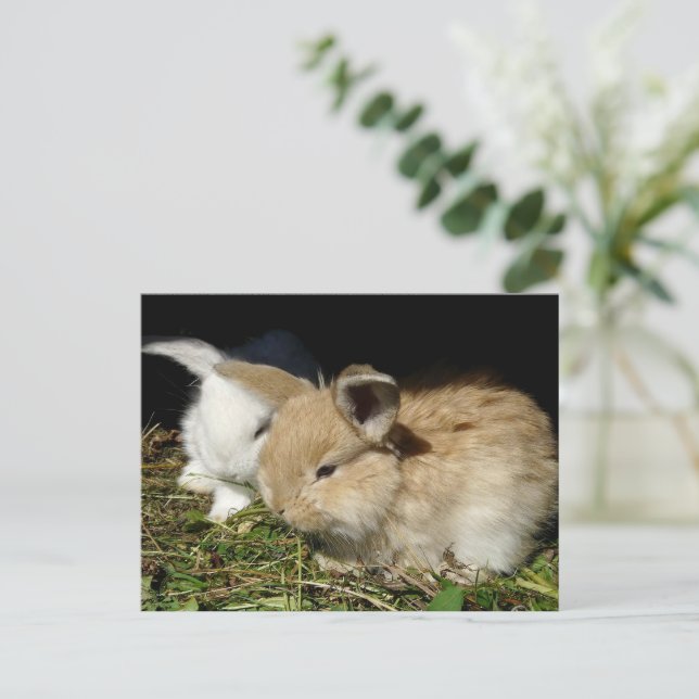 Carte Postale Petit lapin moelleux (Debout devant)