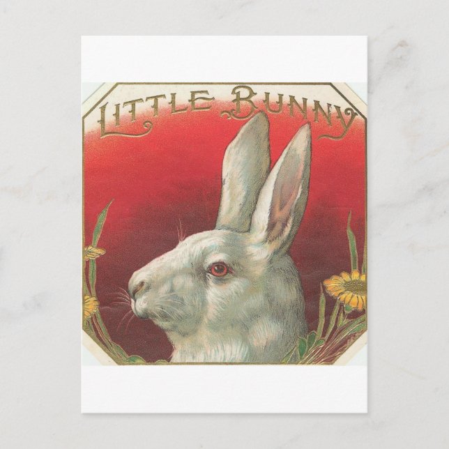 Carte Postale Petit lapin vintage (Devant)