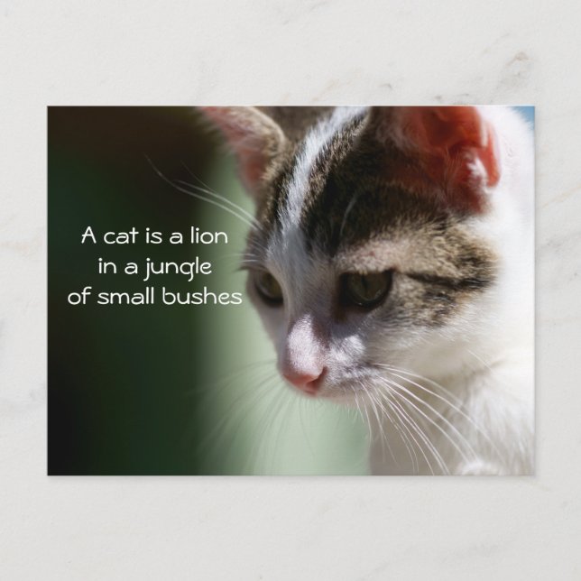 Carte Postale Petit lion (Devant)