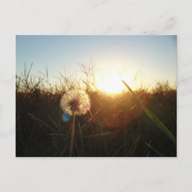 Carte Postale Petit lion (Devant)