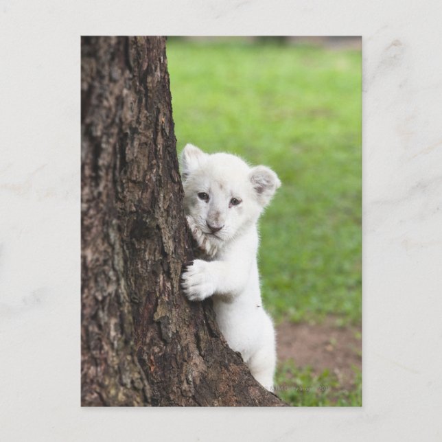 Carte Postale Petit lion blanc caché derrière un arbre. (Devant)