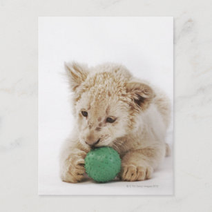 Carte Postale Petit lion blanc (Panthera leo krugeri) jouer