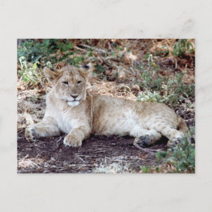 Carte Postale Petit lion reposant sur le Serengeti