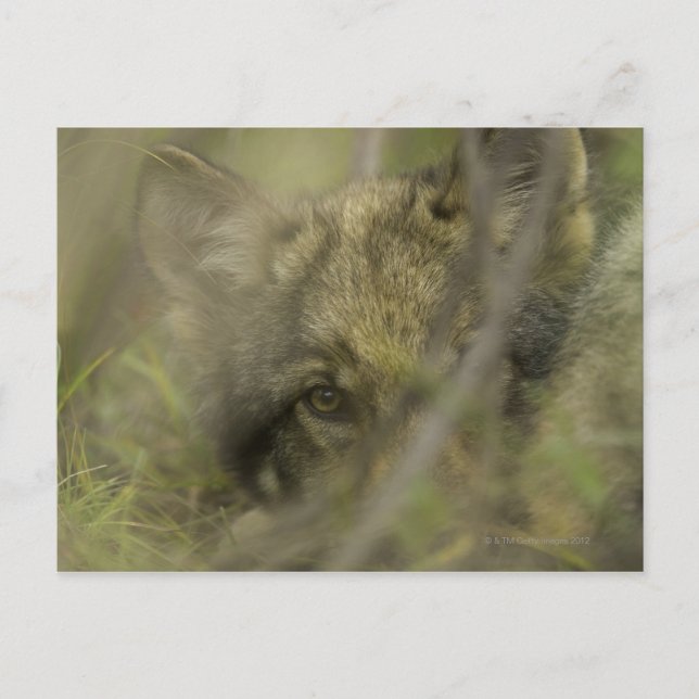 Carte Postale Petit loup gris (Canis lupus) seul, caché dans (Devant)