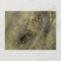 Petit loup gris (Canis lupus) seul, caché dans