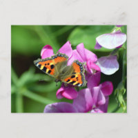 Petit Marsault Papillon & Pois de Senteur