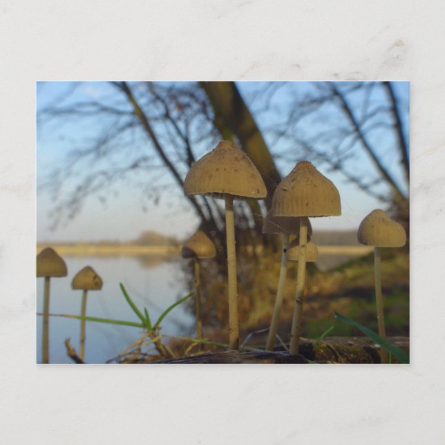 Carte Postale Petit monde - champignons près du lac (Devant)