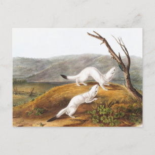 Carte Postale Petit Nimble Weasel Putorius agilis Illustration