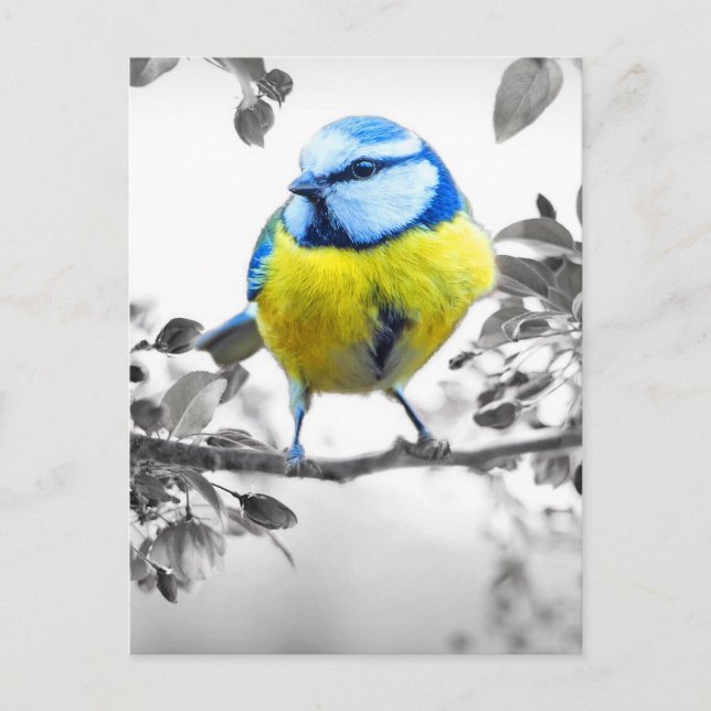 Carte Postale Petit Oiseau noir et blanc photo (Devant)