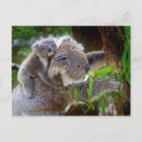 Petit ours koala bébé avec maman dans un arbre