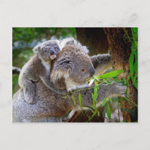 Carte Postale Petit ours koala bébé avec maman dans un arbre