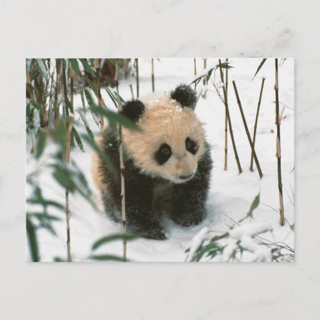 Carte Postale Petit panda sur la neige, Wolong, Sichuan, Chine 2 (Devant)