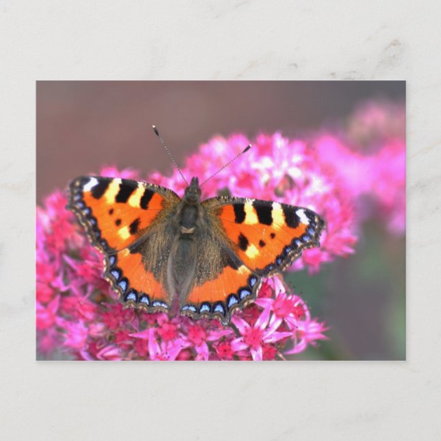 Carte postale petit papillon tortois (Devant)