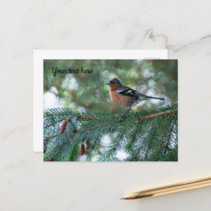 Carte postale Petit Pinson