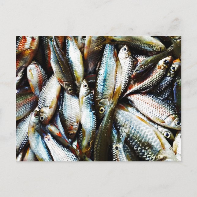 Carte Postale Petit poisson blanc (Devant)