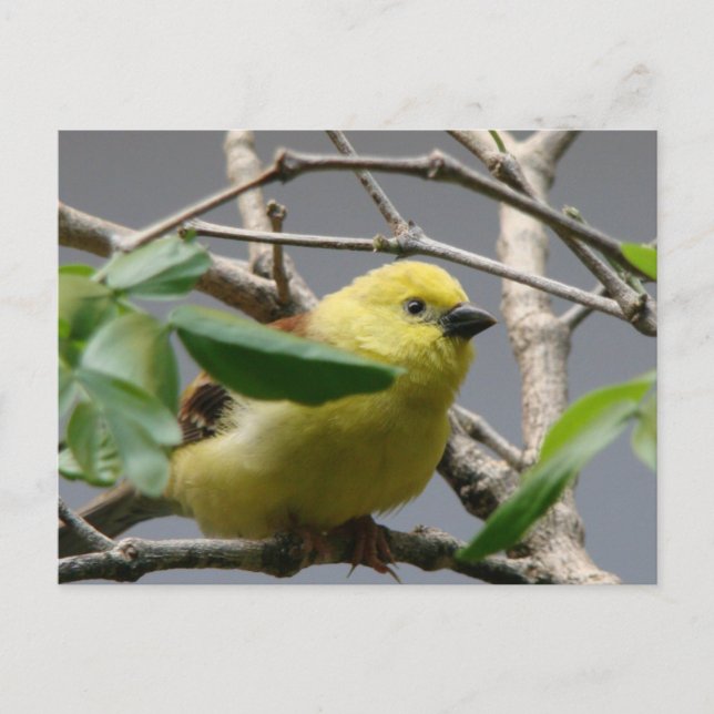 Carte Postale Petit poulet (Devant)