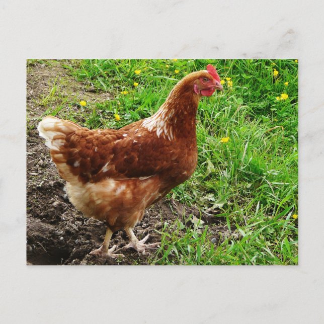 Carte Postale Petit poulet rouge - Couche d'oeuf à portée libre (Devant)