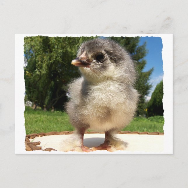 Carte Postale petit poussin duveteux (Devant)