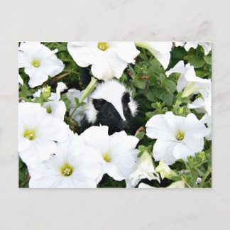 Carte postale petit puant