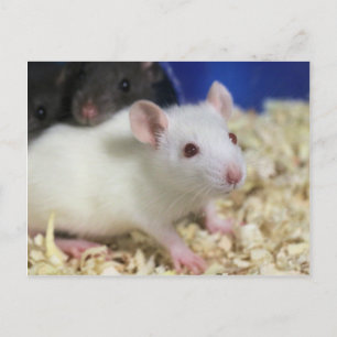 Carte Postale Petit rat