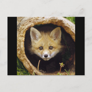 Carte Postale Petit renard effrayé