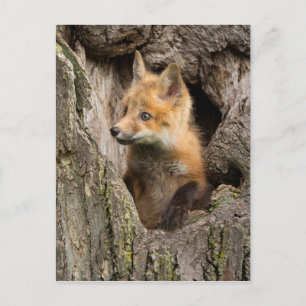 Carte Postale Petit Renard rouge dans un arbre Hollow