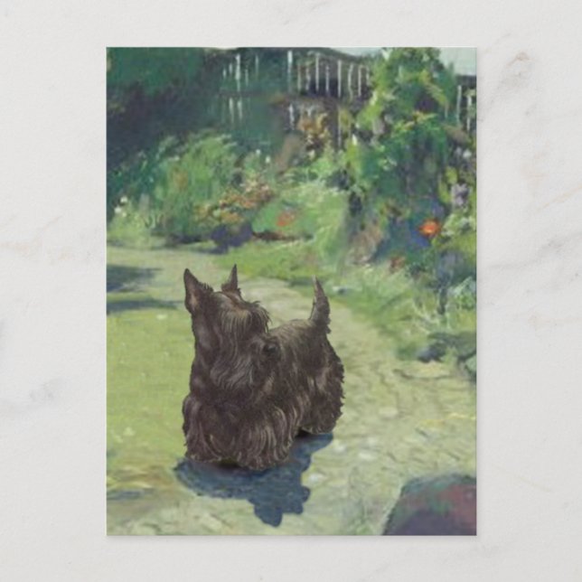 Carte Postale Petit Scottie dans le jardin (Devant)