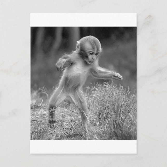 Carte Postale Petit singe fou (Devant)