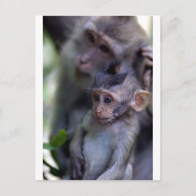 Carte Postale Petit singe macaque mignon (Devant)