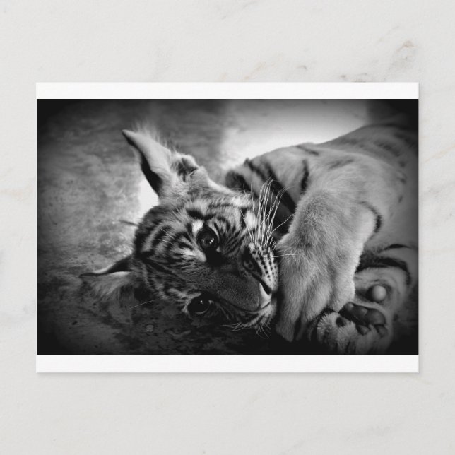 Carte Postale Petit tigre (Devant)