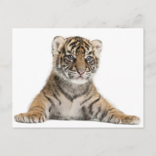 Carte Postale Petit tigre de Sumatran - Panthera tigris sumatrae