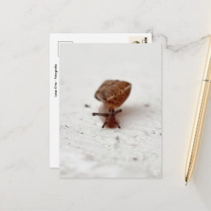 Carte Postale Petit voyage – escargot sur fond clair
