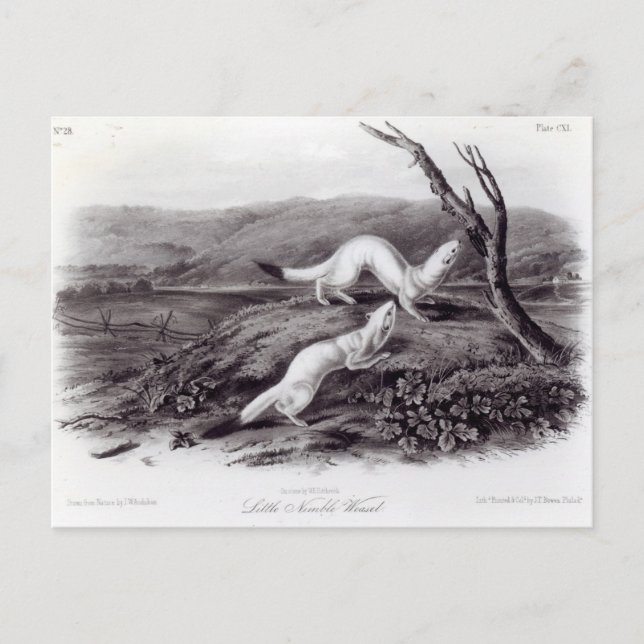Carte Postale Petit Weasel (Devant)