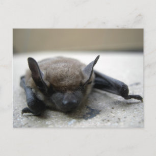 Carte Postale Petite chauve-souris brune (Myotis lucifugus)