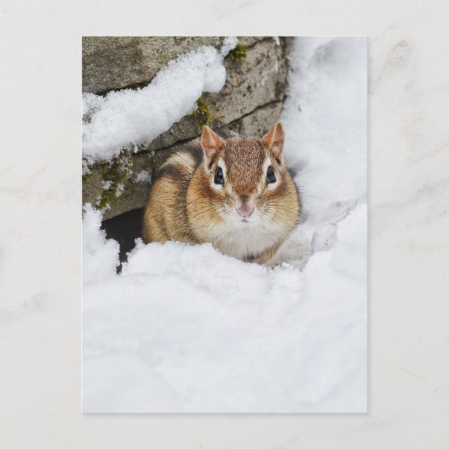 Carte Postale Petite Chipmunk dans la neige (Devant)