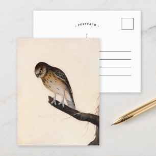 Carte Postale Petite chouette   William Lewin