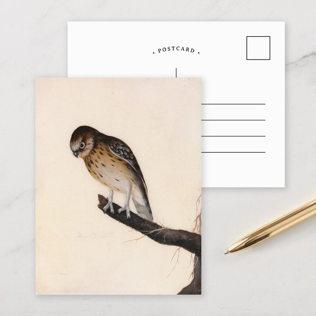 Carte Postale Petite chouette | William Lewin (Créateur téléchargé)